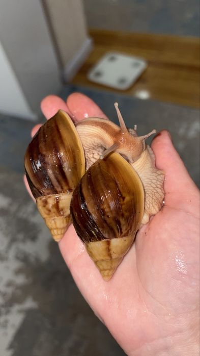 Ahatina panterkala sotivda