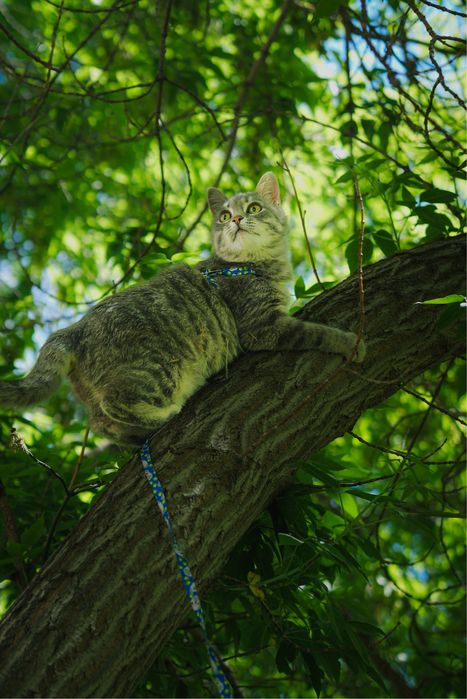 Кошка (8 мес) ищет дом