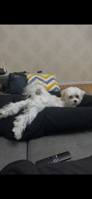 Мальтийская болонка