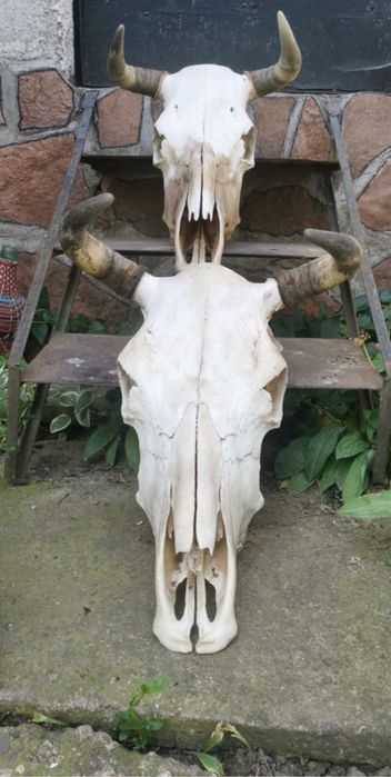 Черепи рога най-новото