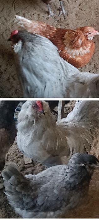 Петухи амераукан лаванда продам..