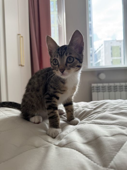 кот 3,5 месячный