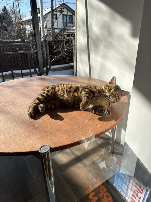 Продам Бенгальского кота