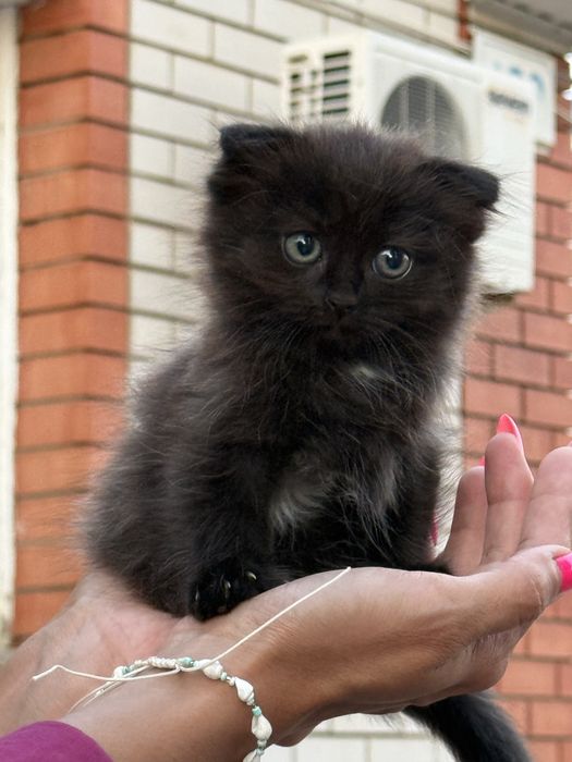 Отдадим котят вислоухих