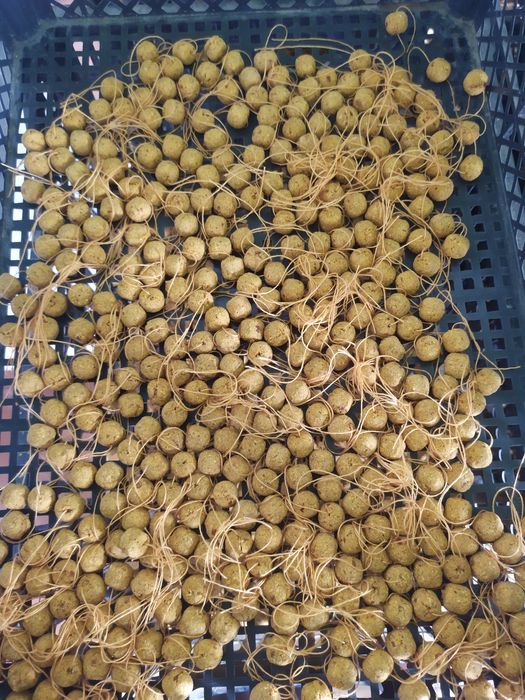 Boyla Baliq ovi uchun