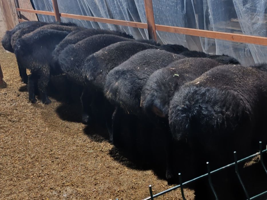 Кучкорлар сотилади кулай нархларда