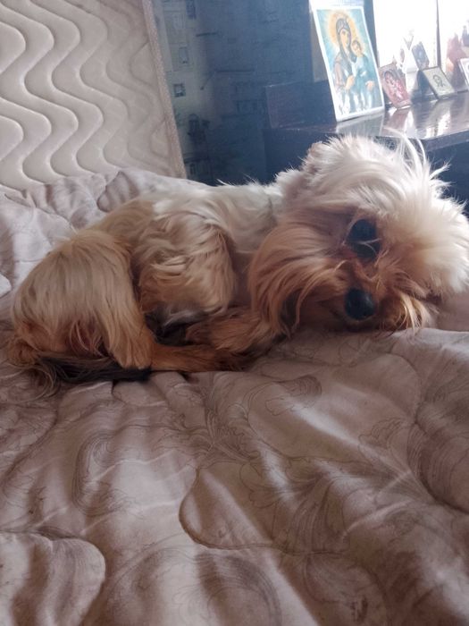 Продам  мини Йорка мальчик