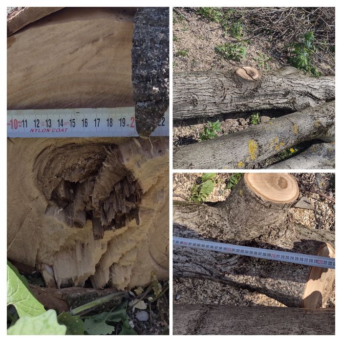 Продва орех на трупи