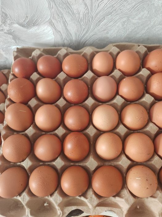 Яйцо домашнее 650