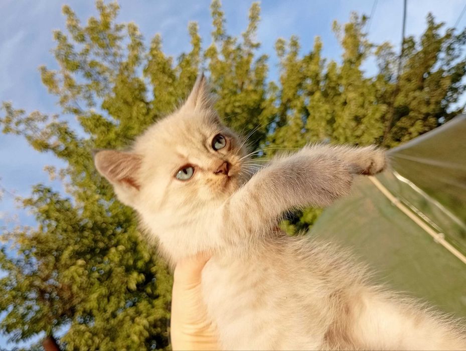 Активный котенок бандит (мальчик)