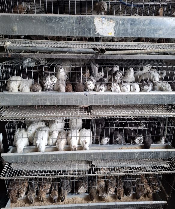 Prepelite japoneza, polare, tibetan ouatoare