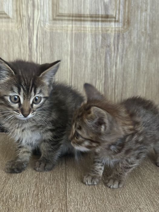 Котята бесплатно
