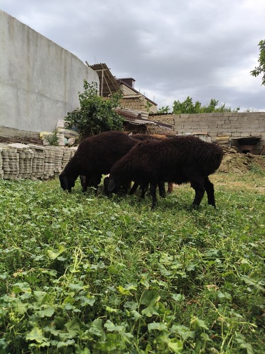 Qochqorlar sotiladi 4300 faqat srochna