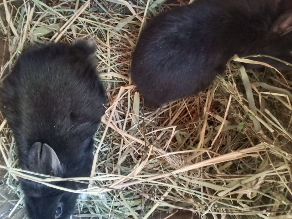 Обменяю кроликов