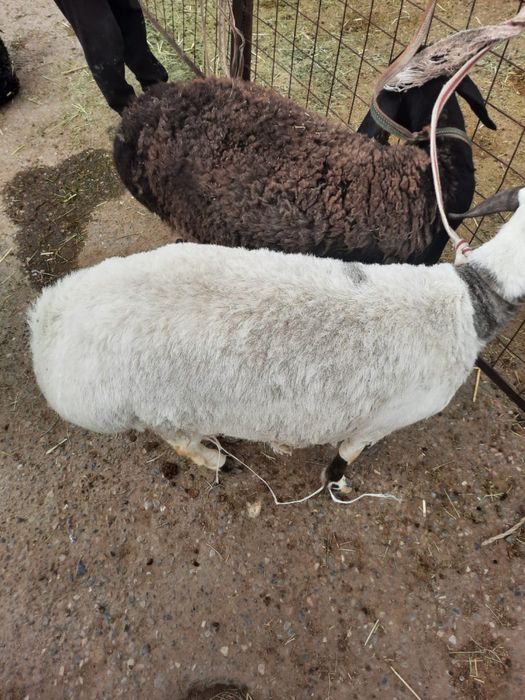 Семіз қойлар бар