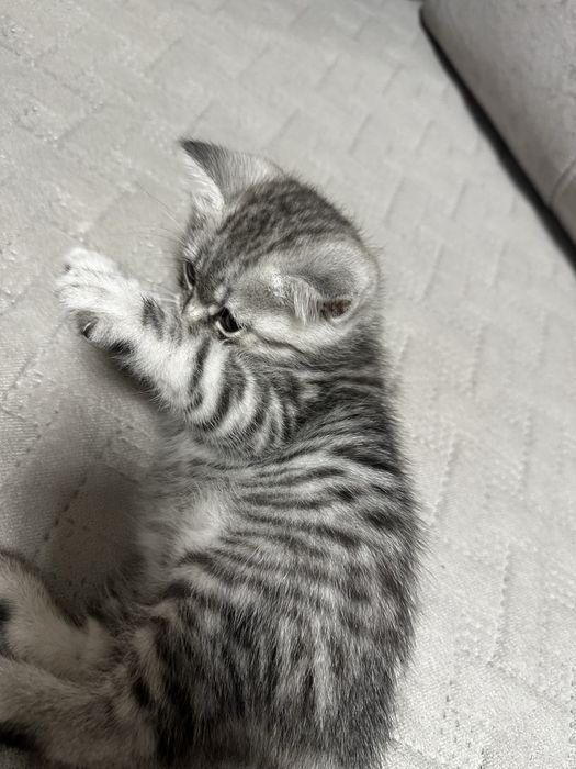 Красивый котенок