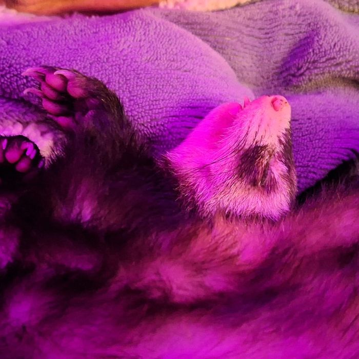 Продам хорька девочку