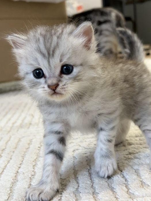 котята скоттиш страйт