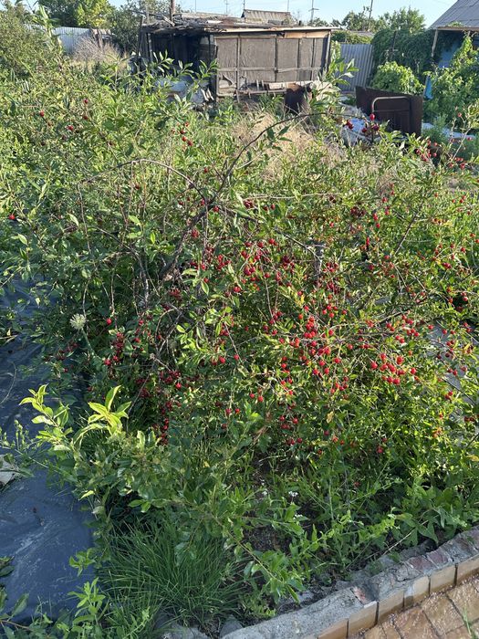 Продается дача на 1 водоколонке