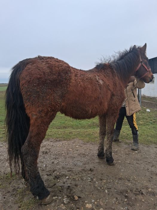 Vând sau schimb iapa