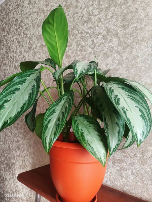 Аглаонема Сильвер бей
