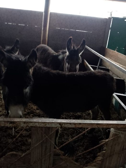 Продам ослов ...