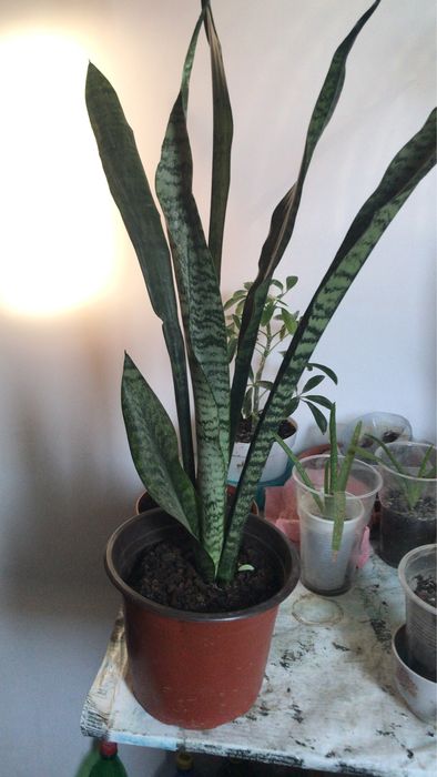 Сансевиерия   Трехполосная