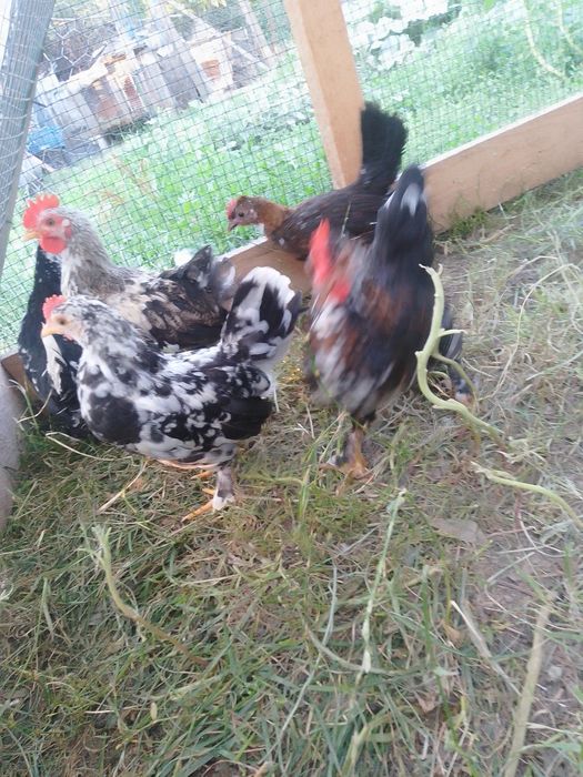 Pui de găină pitică