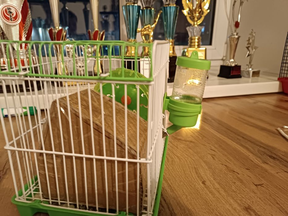 Продам двух Хомяков