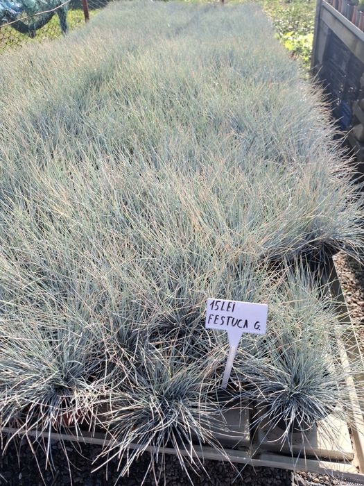 Producator vand iarba albastra si diferite plante ornamentale