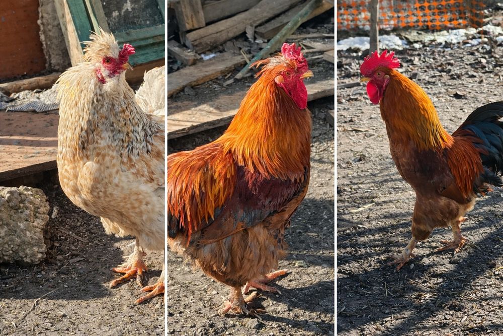 Cocosi diferite rase si dimensiuni