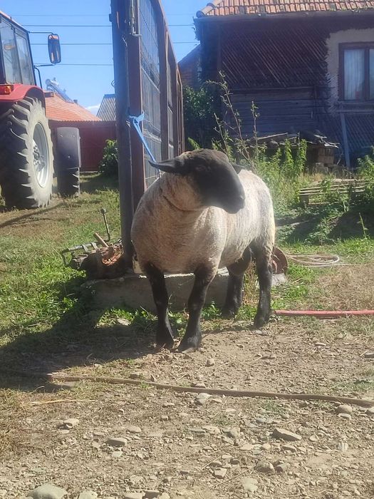 Berbec Suffolk de vînzare !