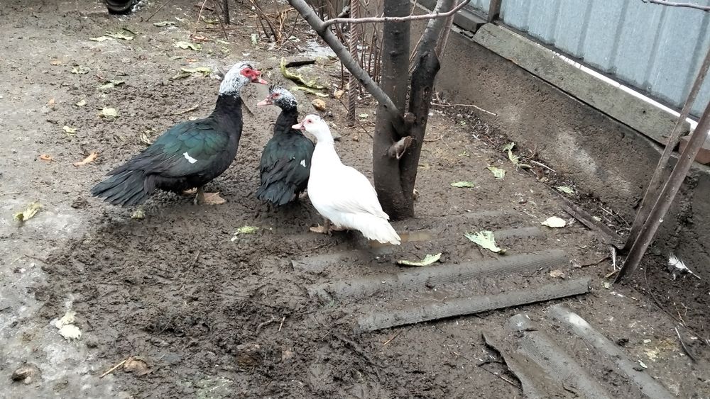 Продам молодых индоуток