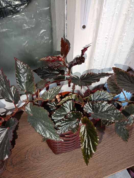 Бегония лиственная