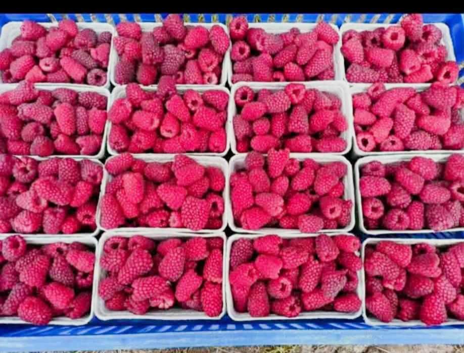 СУПЕР КАЧЕСТВЕН РАЗСАД Ягоди и Малини от Произведител