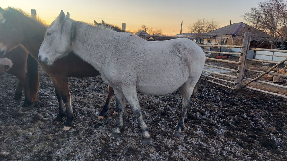 Продам лошадей продам