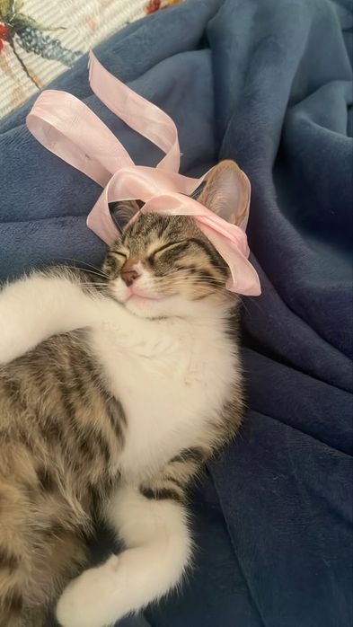 Отдам котенка в добрые руки