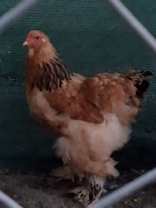 Găină brahma col galben negru!!!