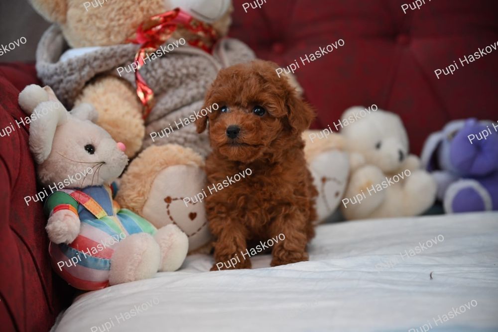 Той Пудел [toy poodle] БАБХ лицензиран развъдник