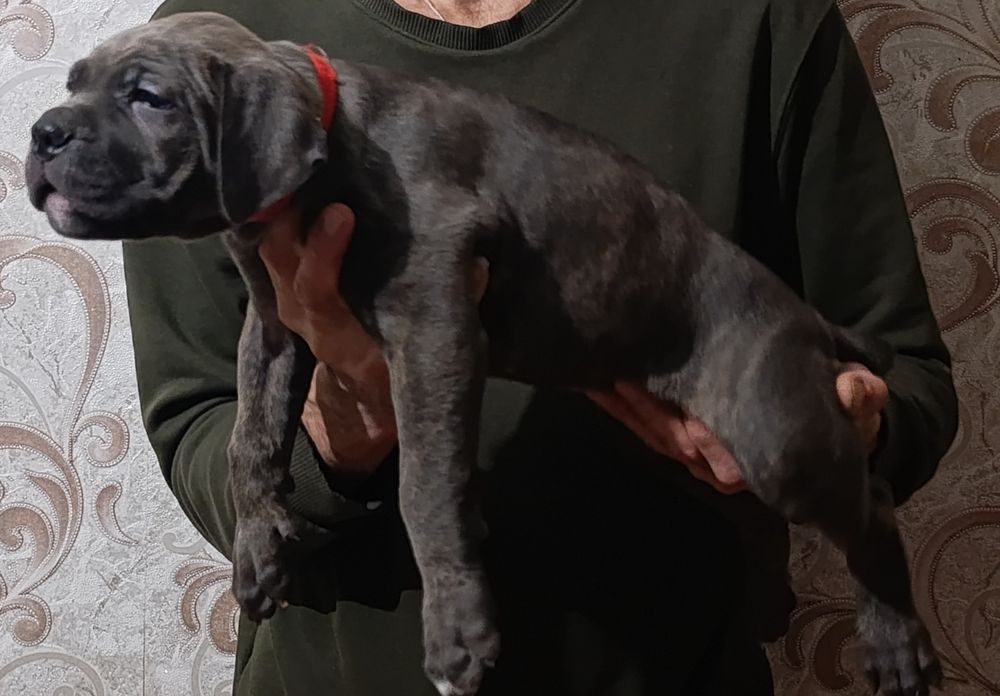 Кане-корсо резерв