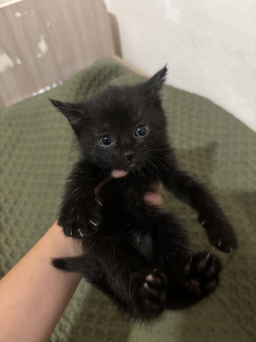 Котята бесплатно