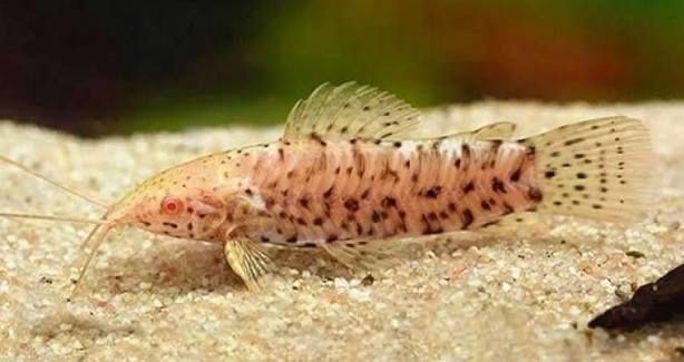 Таракатум альбинос