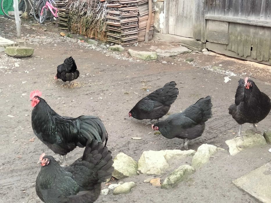 Puișori de australorp