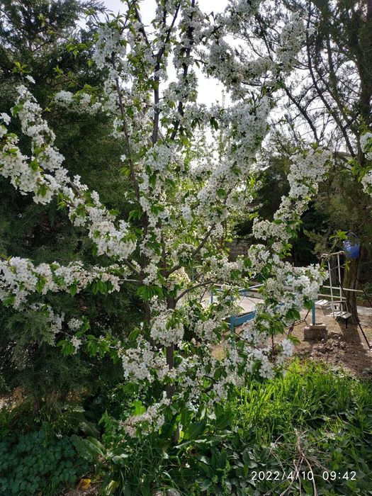 Продаётся дача к/х Узбекистан юкори чирчик тумани 6 соток