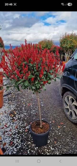 Potinia laur englezesc pin