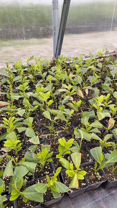 Лавровишна Новита РАЗСАД