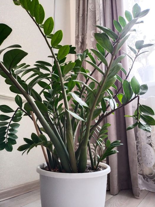 Продам цветок долларовое дерево