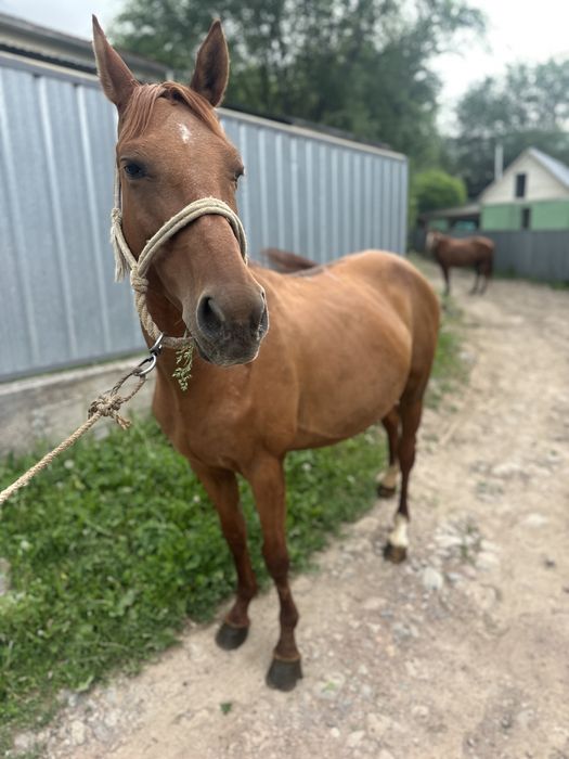 Буаз биелер     .