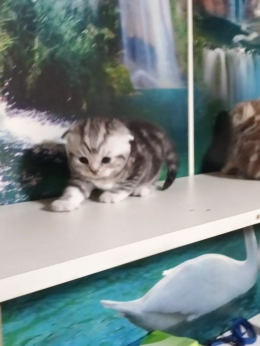 Продются котята шотландские