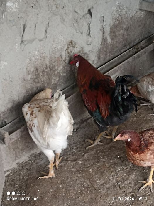 Хурозлар сотилади